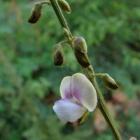 Tephrosia noctiflora Bojer ex Baker